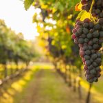 Qué es el envero, la propiedad que define la uva