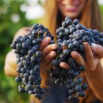 ¿Cómo es el vino ecológico de la D. O. manchuela?